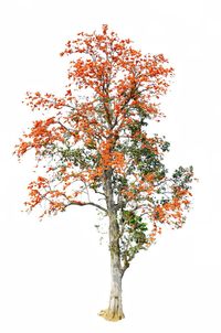 Close-up of autumn tree against white background