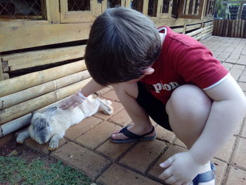 High angle view of boy stroking rabbit on footpath