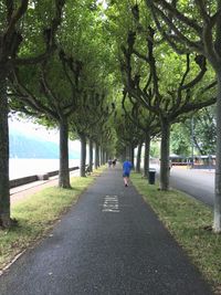 Rear view of man walking on footpath amidst trees by lake