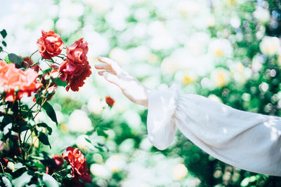 Close-up of red rose flower