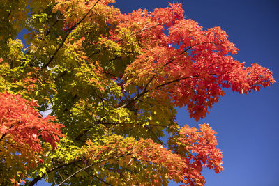 Low angle view of flowering tree against orange sky