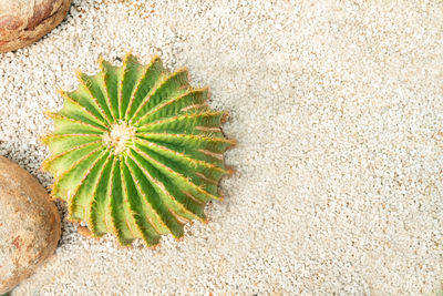 High angle view of leaf on sand