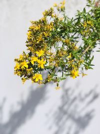 Low angle view of flowering plant against sky