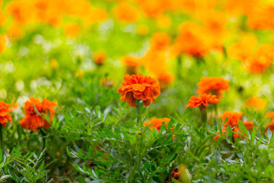 Close-up of orange flowers growing on field