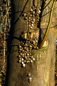 Close-up of lizard on tree