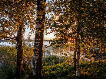 Trees in forest during autumn