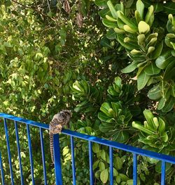 Bird on tree by plants