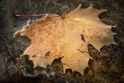 Close-up of dry maple leaves on land