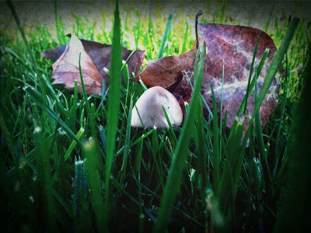 grass, field, grassy, animal themes, bird, wildlife, nature, mushroom, animals in the wild, one animal, day, close-up, outdoors, plant, growth, high angle view, green color, no people, selective focus, fungus