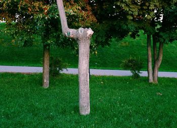 Trees growing on field in park