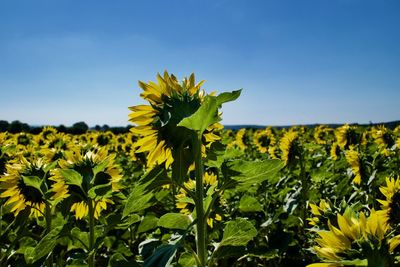 Close-up of yellow flowering plant on field against sky