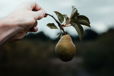 Cropped hand holding fruit