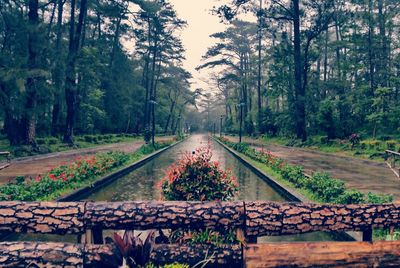 Railroad track passing through trees