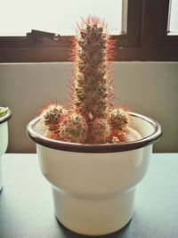 Close-up of potted plant on table at home