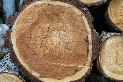 Close-up of logs in forest