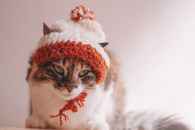 Close-up of a cat looking away