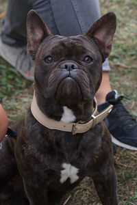 Close-up portrait of dog sitting on man