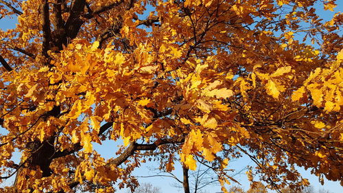 Low angle view of autumnal tree