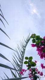 Low angle view of pink flowering plants against sky