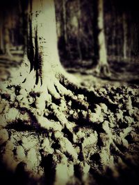 Close-up of plant against blurred background