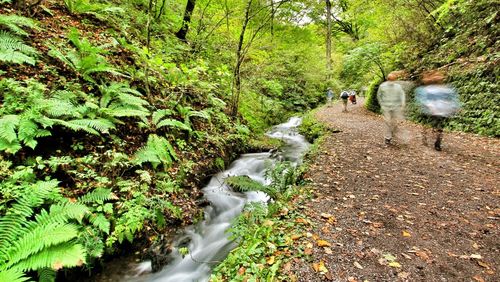 View of stream flowing through forest