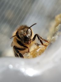 Honey bee cleaning up honey from extraction equipment.