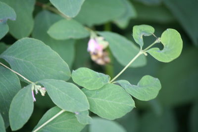 Close-up of green leaves