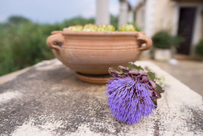 Close-up of purple flower pot on table