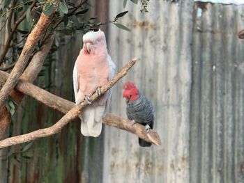 View of birds perching on branch