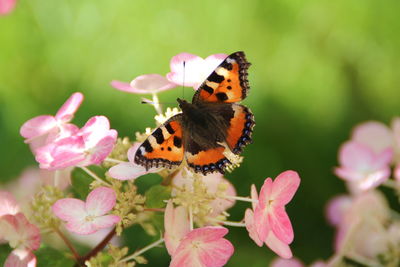 Close-up of butterfly pollinating on pink flower