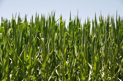 Close-up of wheat growing on field against sky