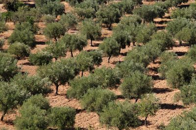 Scenic view of trees in desert