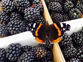 High angle view of butterfly on blackberries box
