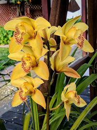 Close-up of yellow orchid flowers