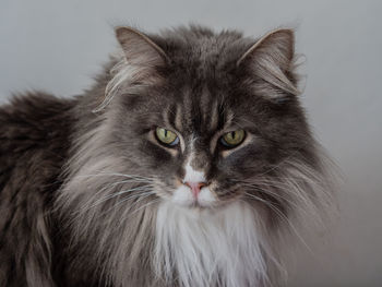 Close-up portrait of a cat