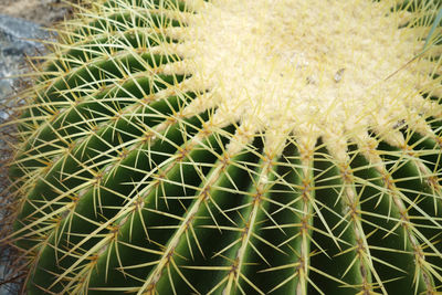 Close-up of cactus