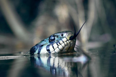 Close-up of turtle in lake