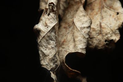 Close-up of dry leaf against black background