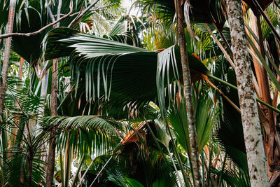 Close-up of coconut palm tree leaves in forest