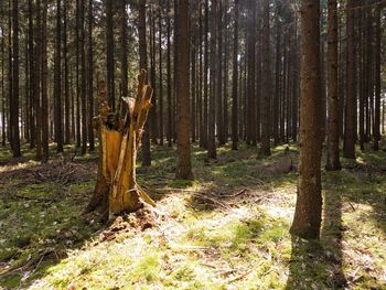 Trees growing on field in forest