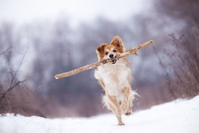 Dog holding stick in mouth on snow covered field