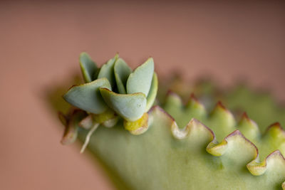 Close-up of succulent plant on table