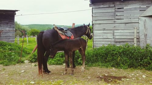 Horse standing in ranch