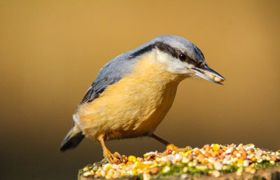 Close-up of a bird