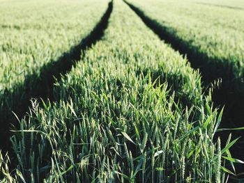 Close-up of fresh green field