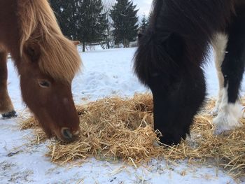 Horse in a field