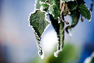 Close-up of plant
