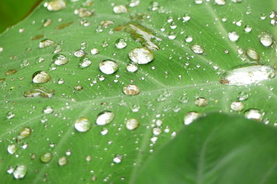 Close-up of raindrops on leaves