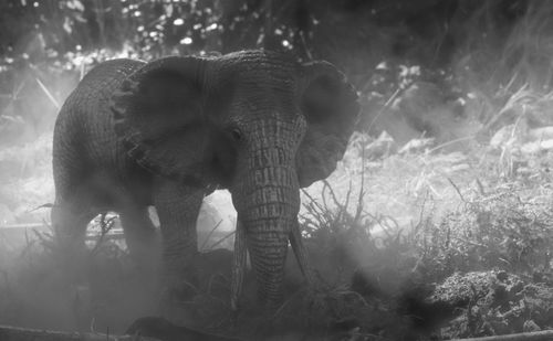 View of elephant in forest