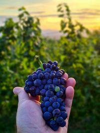 Cropped image of person holding grapes in vineyard